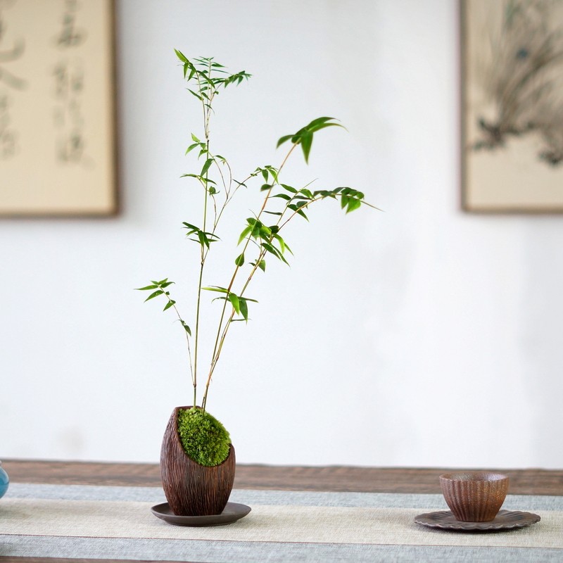 米竹苔藓紫砂盆景办公桌茶桌桌面中式式禅意盆栽绿植