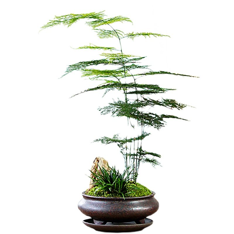 禅意意高文竹盆景菖蒲苔藓紫砂客厅办公桌茶桌绿植