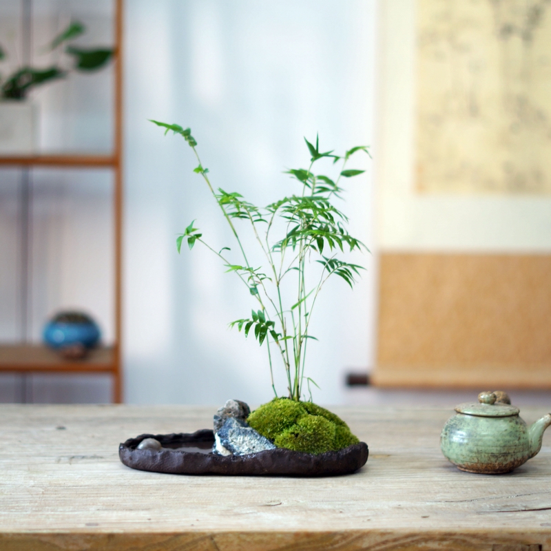 米竹青竹翠竹竹子盆景苔藓禅意新中式粗陶日式办公桌茶桌面盆栽