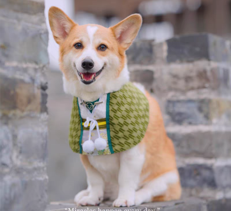 日本武士斗篷披肩柴犬萌宠宠物衣服用品中型围巾