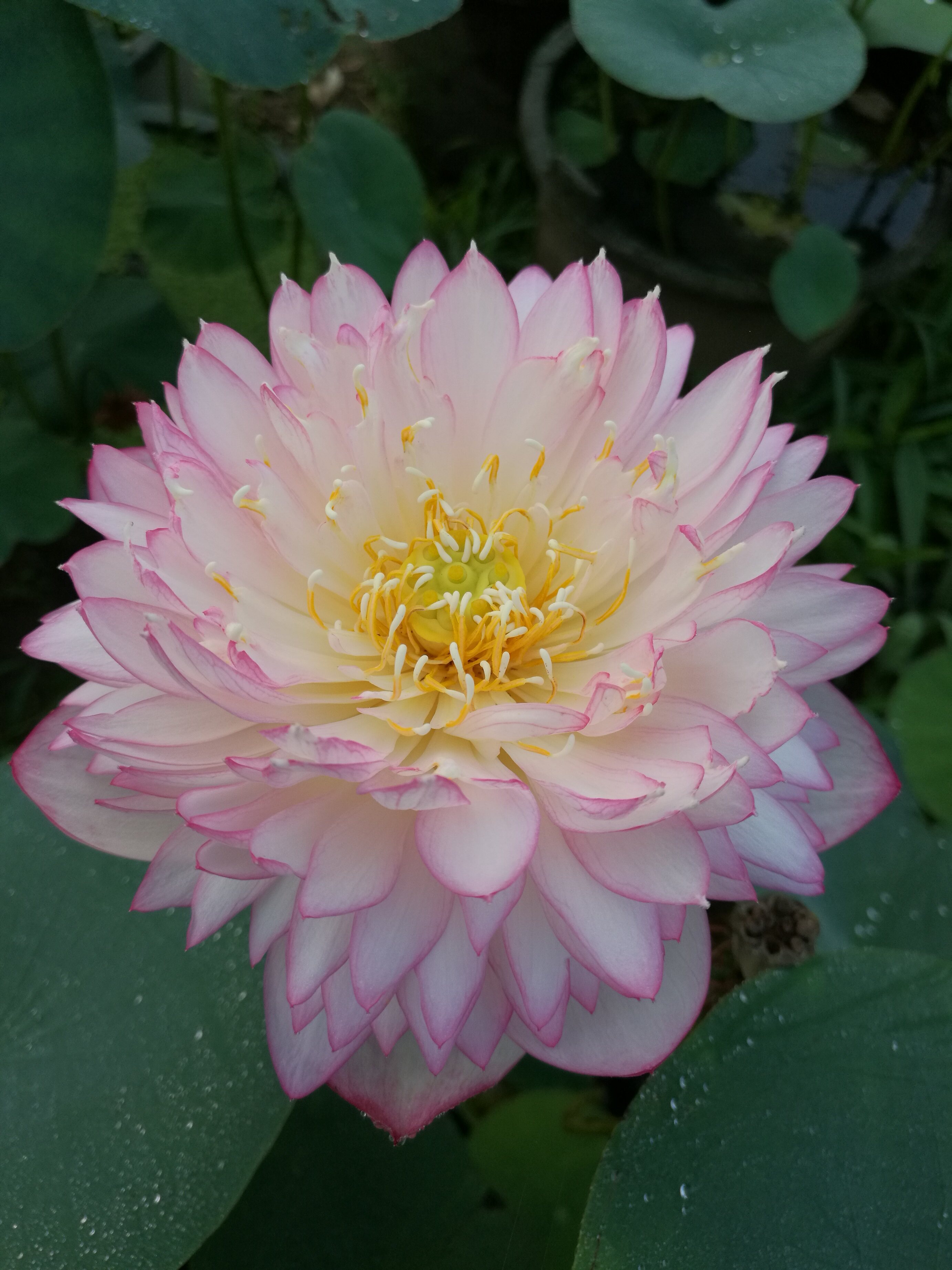 惊艳种藕潍坊荷苑小型碗莲品种盆栽荷花水生时令草本花卉