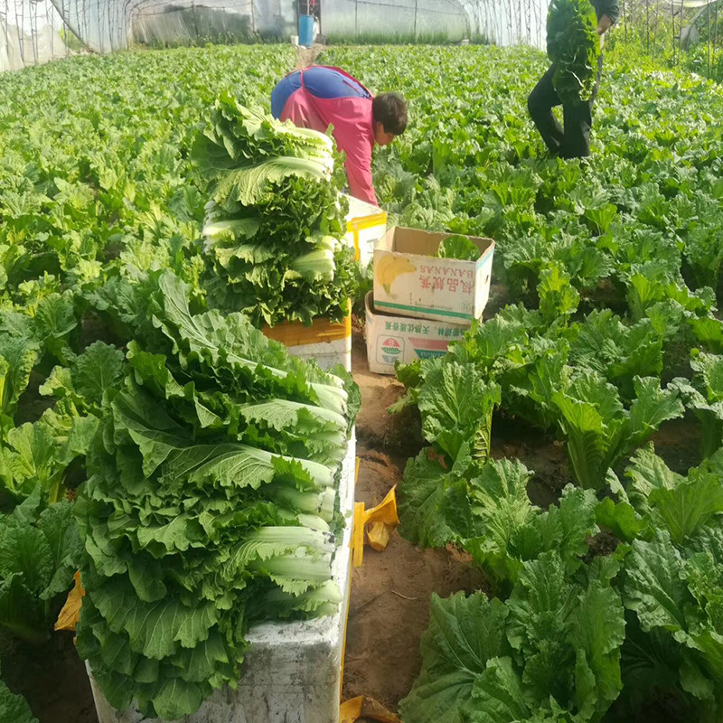 菜叶白菜叶饭包东北包店商用打饭包新鲜大白菜叶子其它