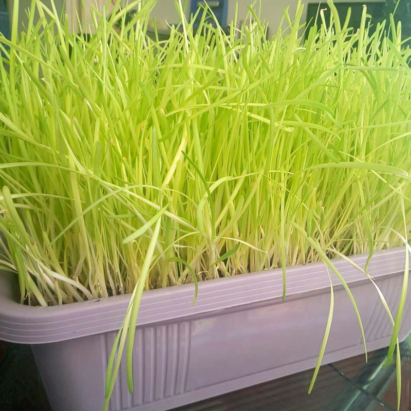 南宫特产黄韭盆景韭菜菜根无土盆栽室内阳台绿植