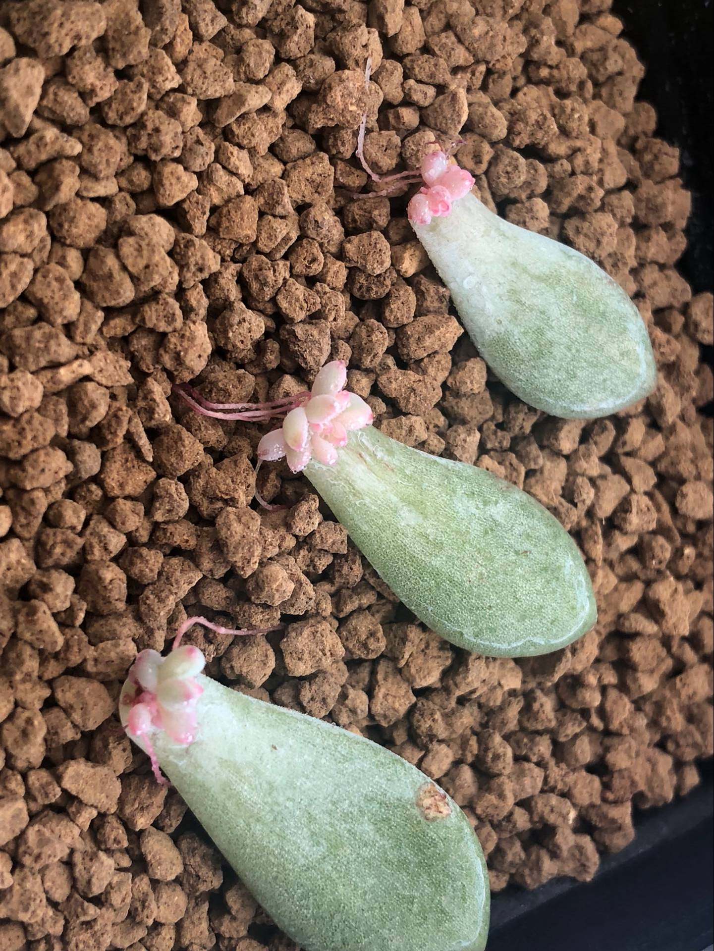 叶插苗花乃井多肉植物叶片稀有品种进口正版小苗多肉植物