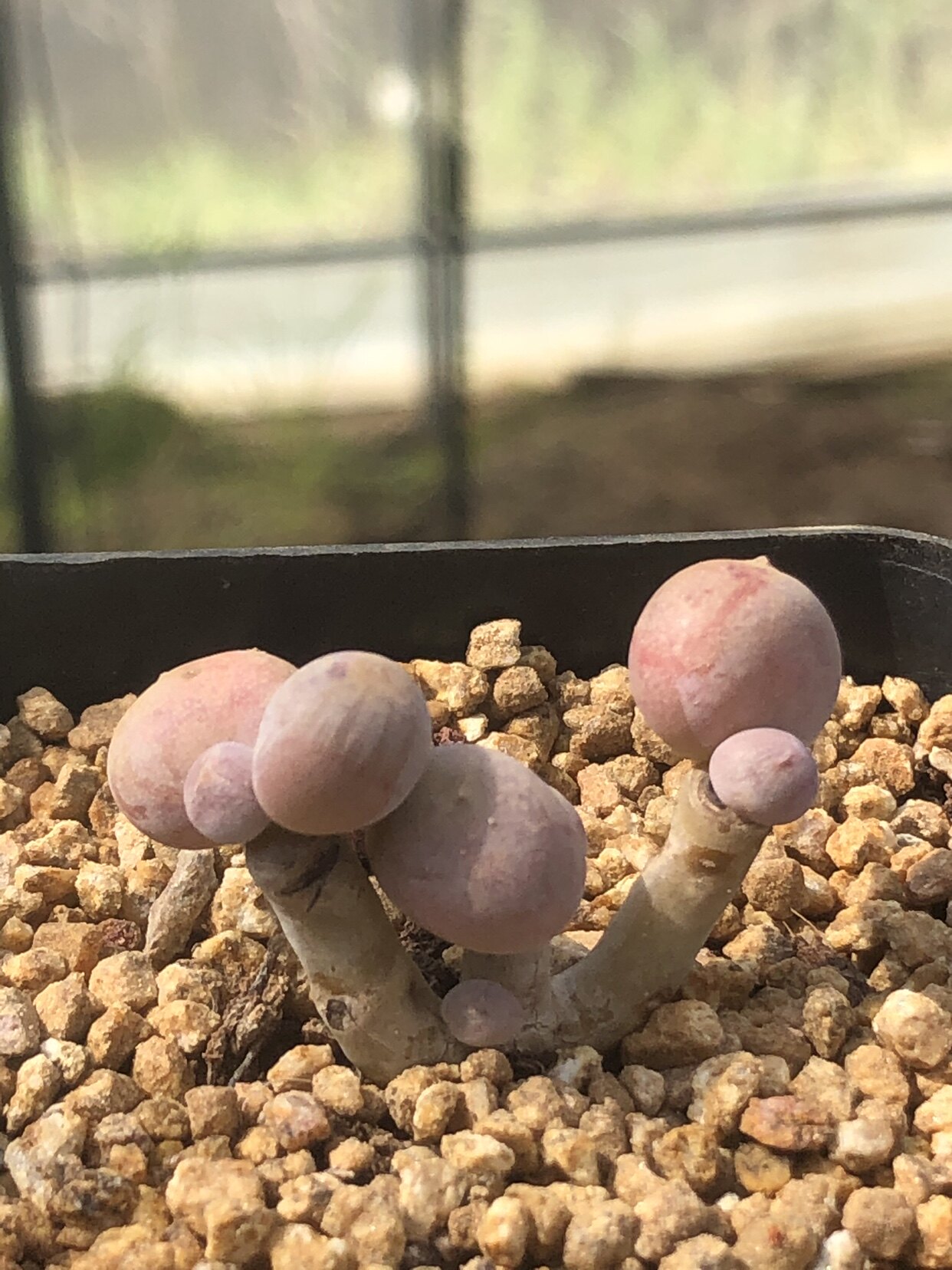彩虹奶酪多肉叶片叶插贵稀有韩国进口基因控养多肉植物