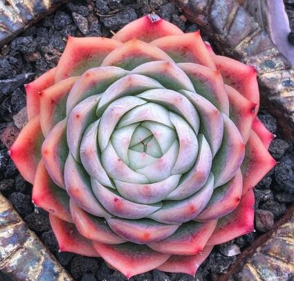 孤星多肉植物叶片月影系列稀有品种叶插苗进口多肉植物