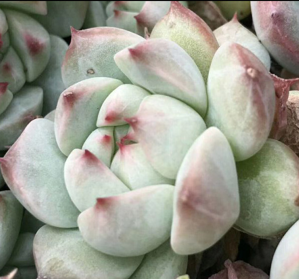 多肉植物韩国进口叶片紫玉正版叶插多肉植物