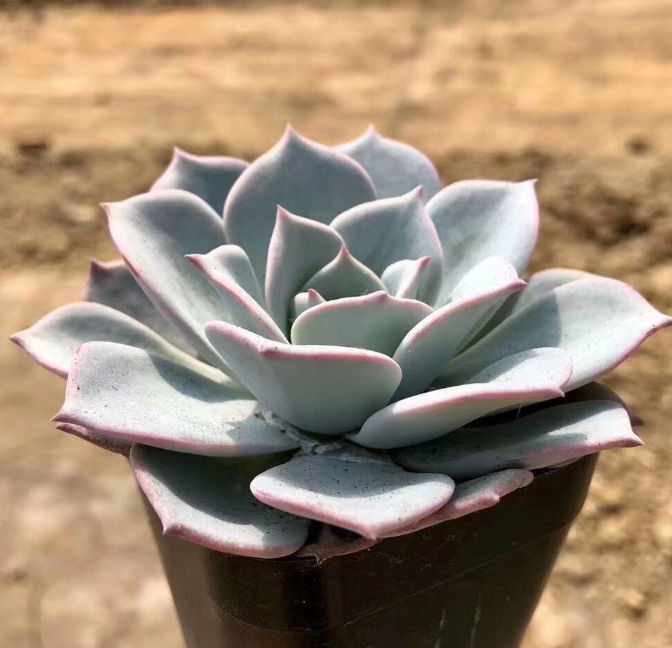 多肉植物韩国进口叶片劳雪正版叶插多肉植物