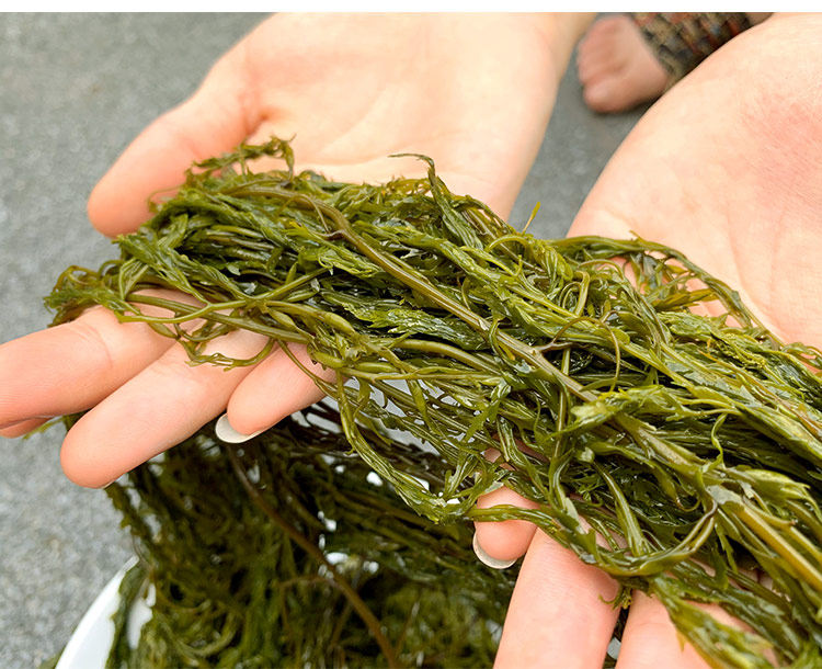 维果力盐渍海带丝荣成半干海带细丝干货整箱5斤散装商用新鲜海草