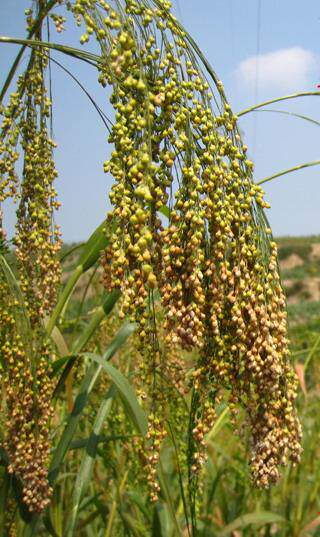 山西农家自种软米糯米大黄米软糜子粽子米沾米糯米