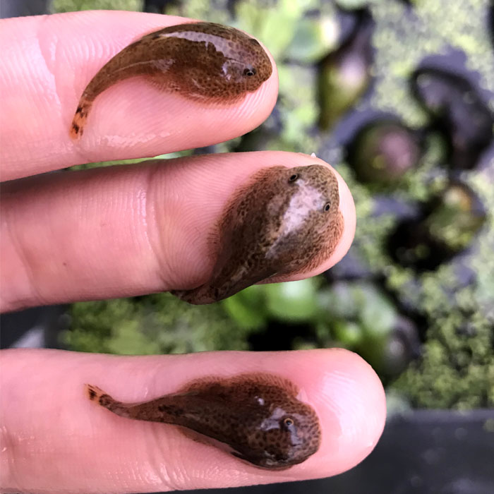 观赏鱼活体水族宠物中国原生小型淡水冷水鱼清道夫鱼