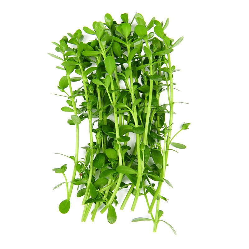 水族箱造景前景中后景阴性小对叶瓜子对叶活体真水草植物淡水新手