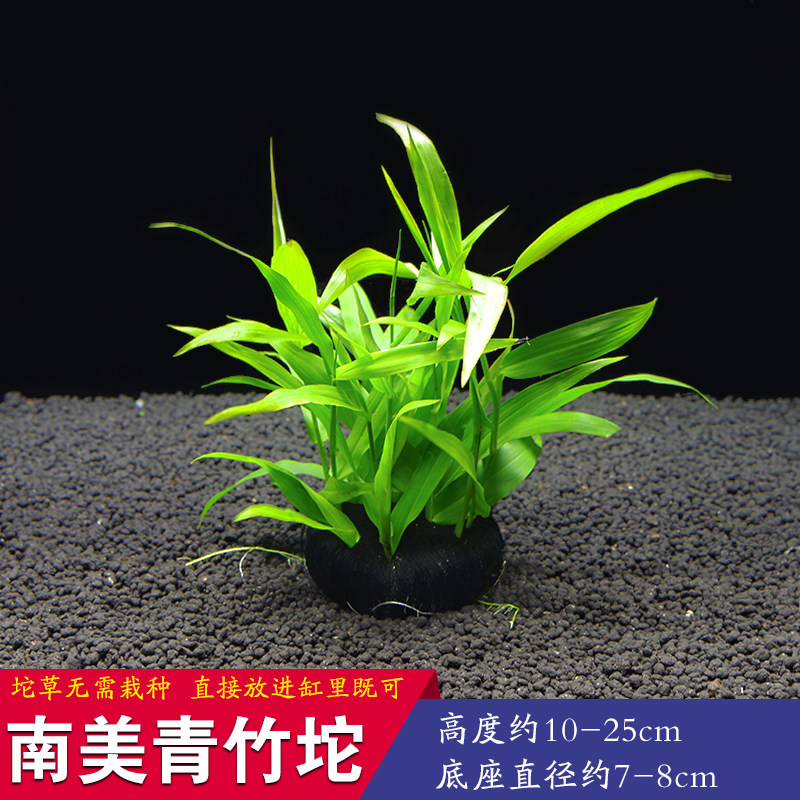 水族箱鱼缸印度竹节草中后景南美水竹青竹水草缸新手水草阴性包邮