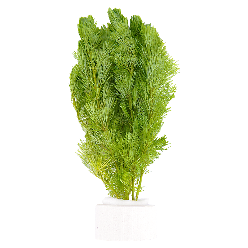 鱼缸水族箱真水草松尾绿菊花水草造景套餐水族增氧植物阴性后景草