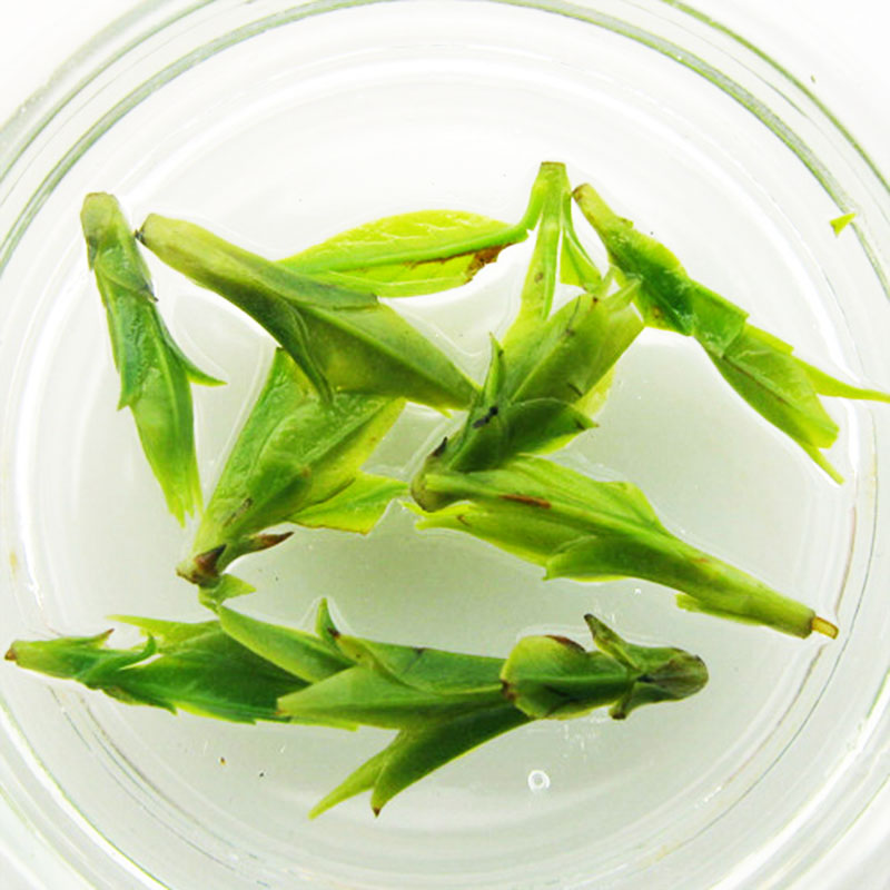 小叶苦丁茶特级嫩芽苦茶贵州余庆峨眉山2022茶叶青山绿水正品特产