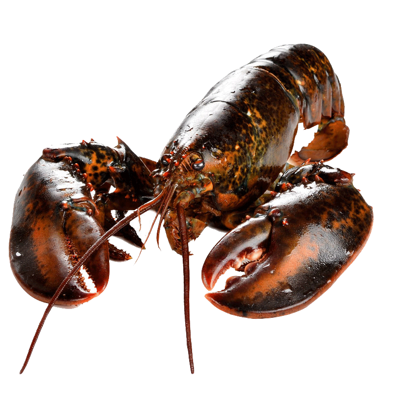 龙虾鲜活波士顿大龙特大波龙奥龙海鲜水产现货活虾