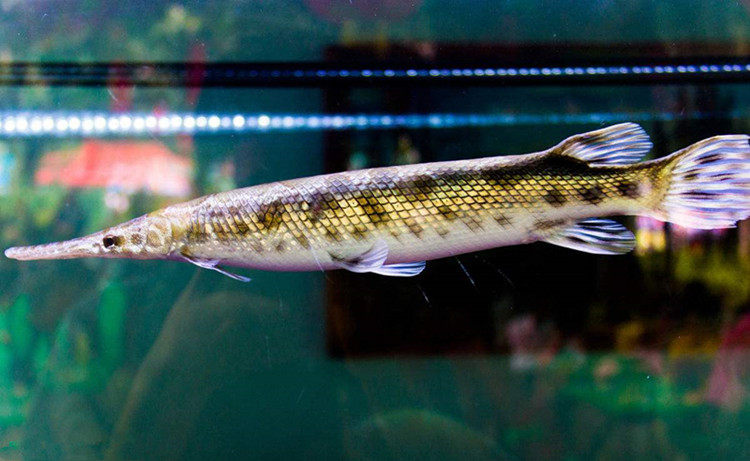 热带观赏鱼大型火箭长嘴活体福鳄凶猛食肉淡水鱼