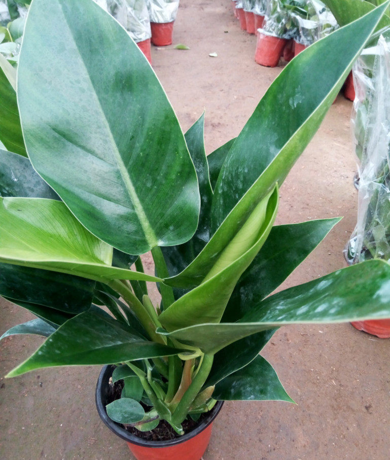 大叶家庭绿色植物清新花卉室内办公室办公植物金钻壁饰