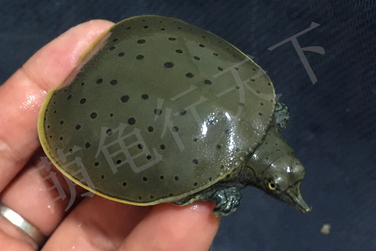 2018美国珍珠鳖活体观赏甲鱼乌龟活体鱼缸清道夫角鳖苗宠物深水龟