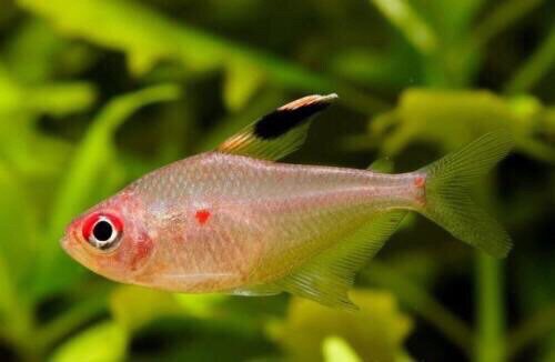 血心哥伦比亚进口大帆灯鱼绿背草缸鱼群游鱼鱼