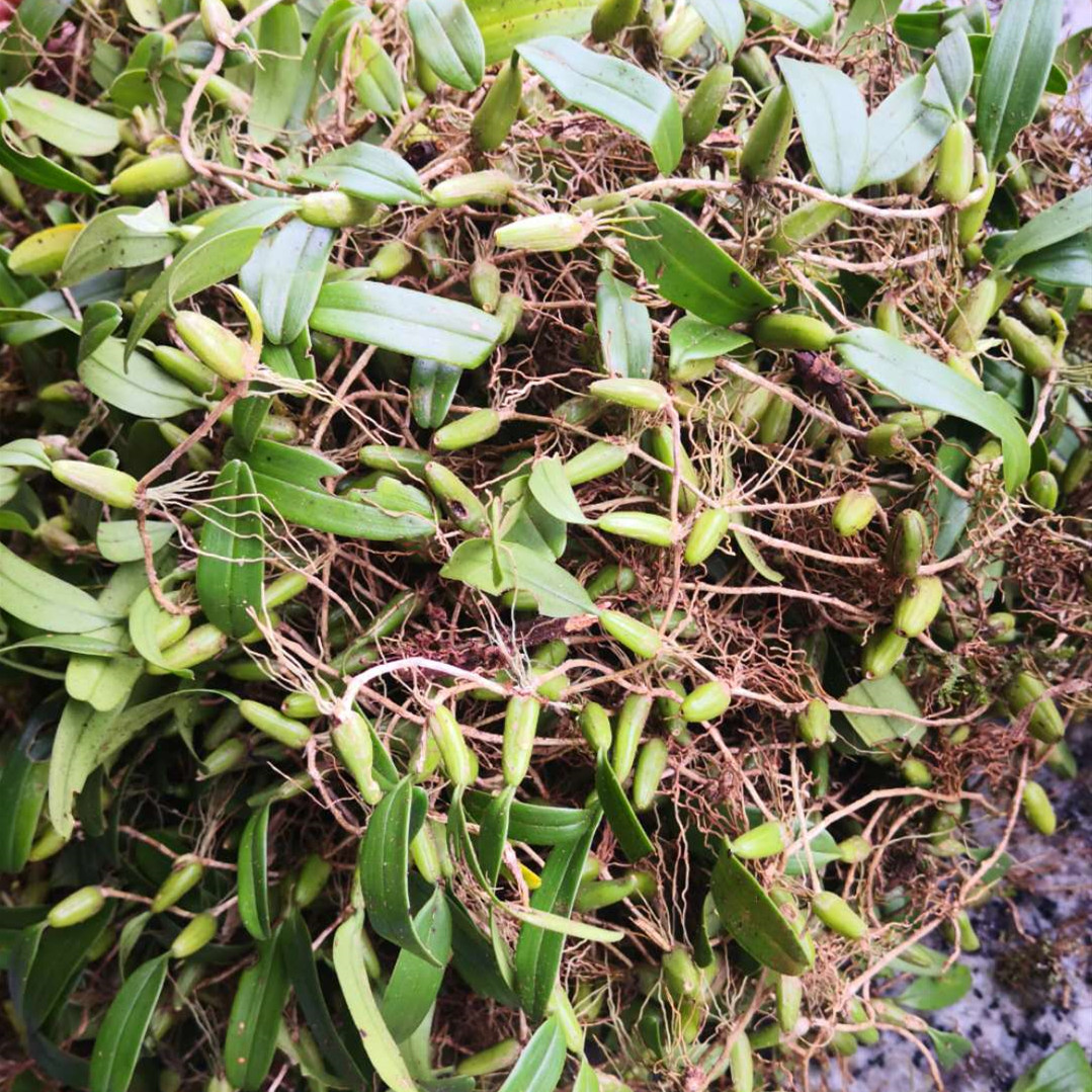 单叶树苗仙桃石仙桃新鲜大号双包种植盆摘石橄榄其他药食同源食品