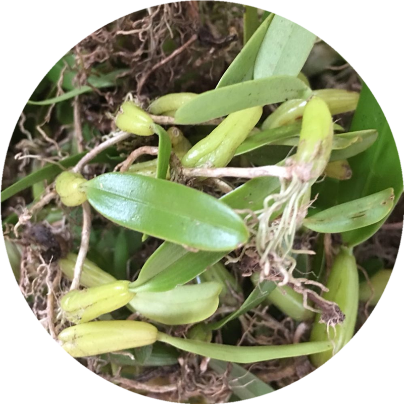 单叶树苗仙桃石仙桃新鲜大号双包种植盆摘石橄榄其他药食同源食品