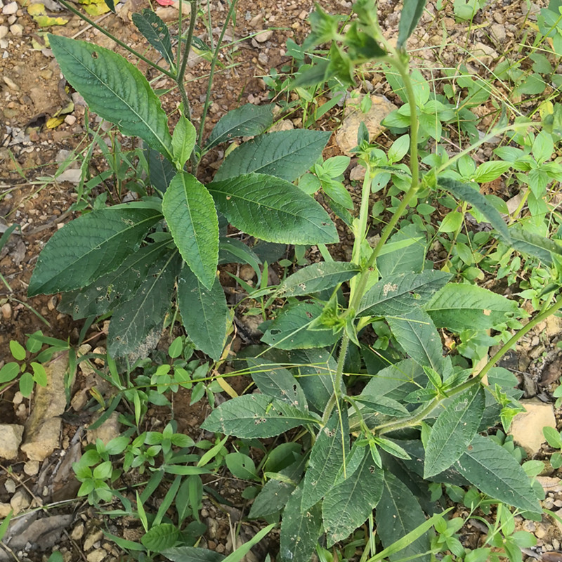 白花地胆草野生地胆头新鲜苦地胆中草药鞋底地枇杷铁灯柱土蒲公英