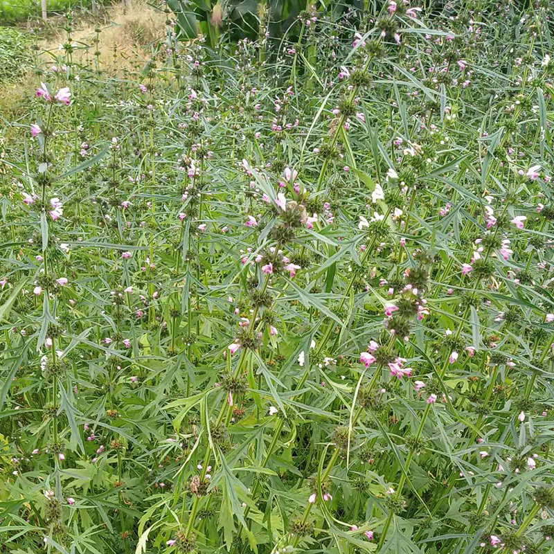 红花益母草野生现采新鲜中药材煮水红糖姜调姨妈其他药食同源食品