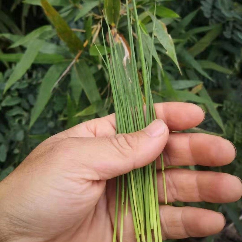 现采天然竹叶芯新鲜中药材潮汕凉茶100g天然竹卷心嫩芽竹叶心青茶