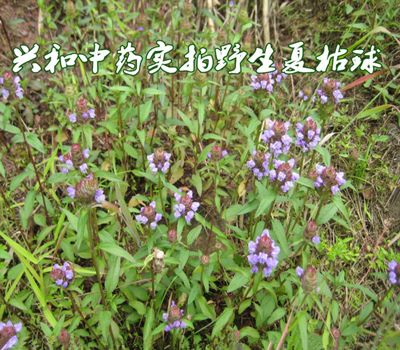 野生夏枯草中药材夏枯球棒槌草新货夏枯球茶凉茶原料500克包邮