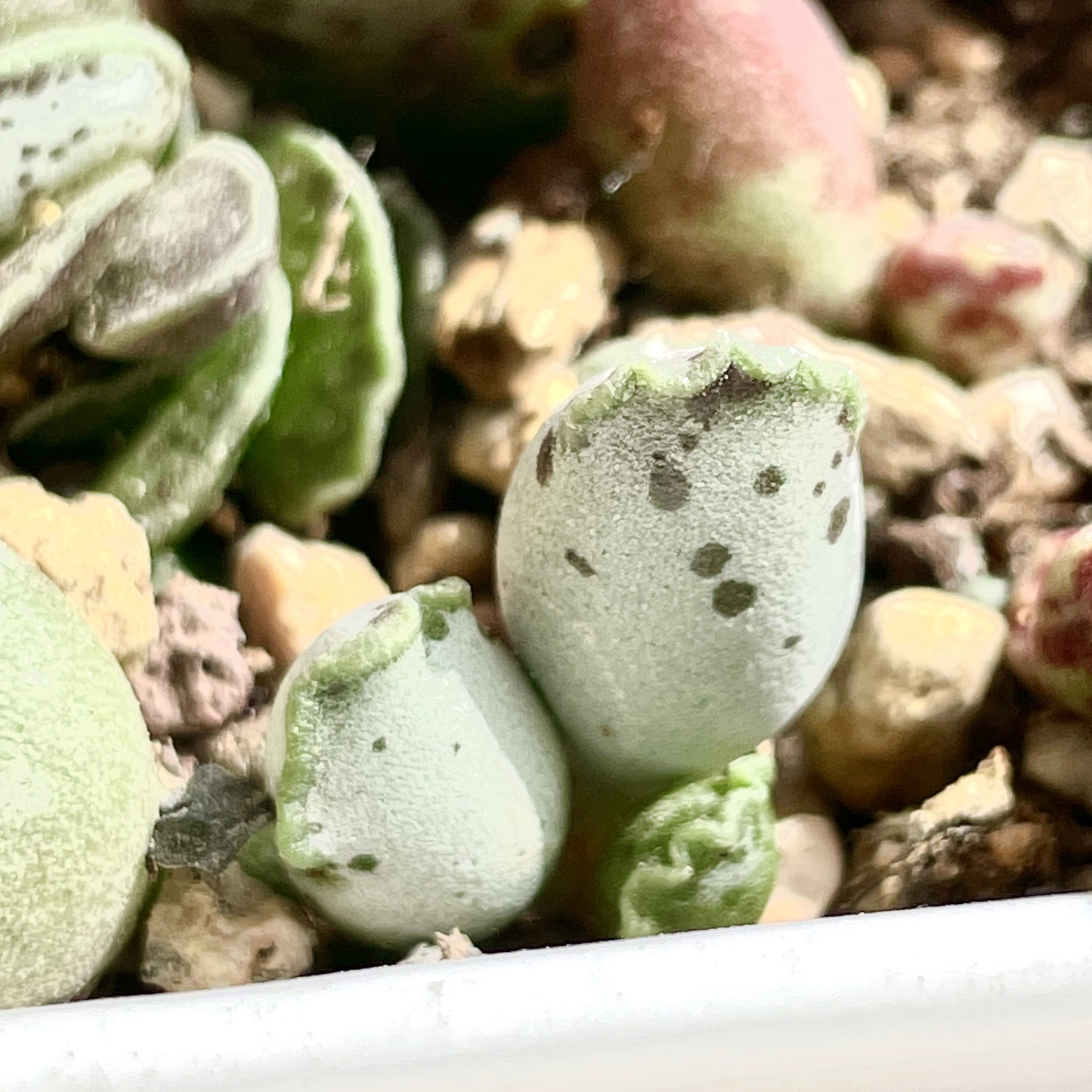 多肉水泡玉露奶酪石奶酪鼓槌翠绿海豹白肌景天多肉植物