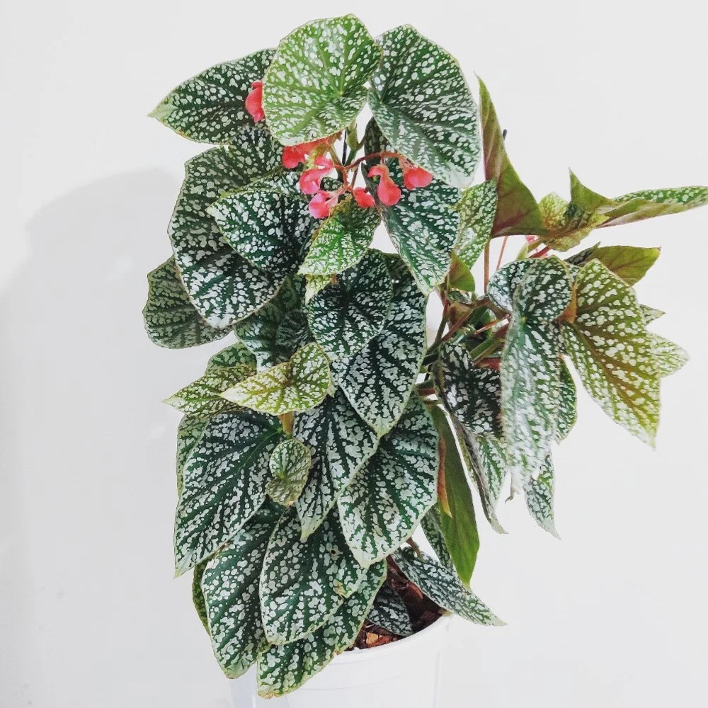 秋海棠盆栽富士山荷兰进口北欧欧风四季室内观叶好养绿植