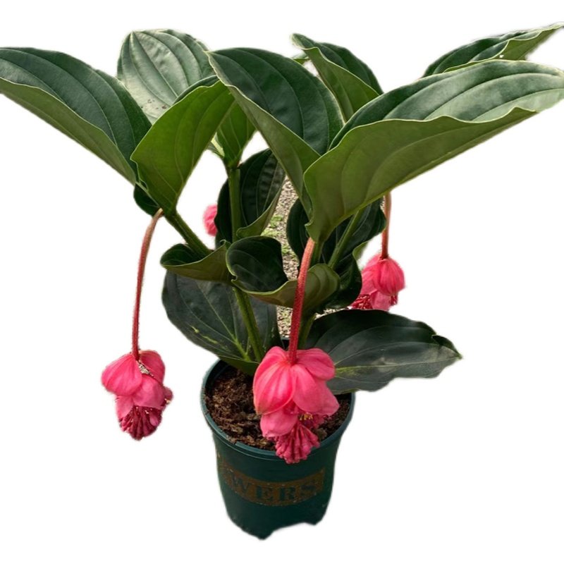 宝莲灯盆栽荷兰进口花苞珍珠阳台高档绿植花卉时令草本花卉