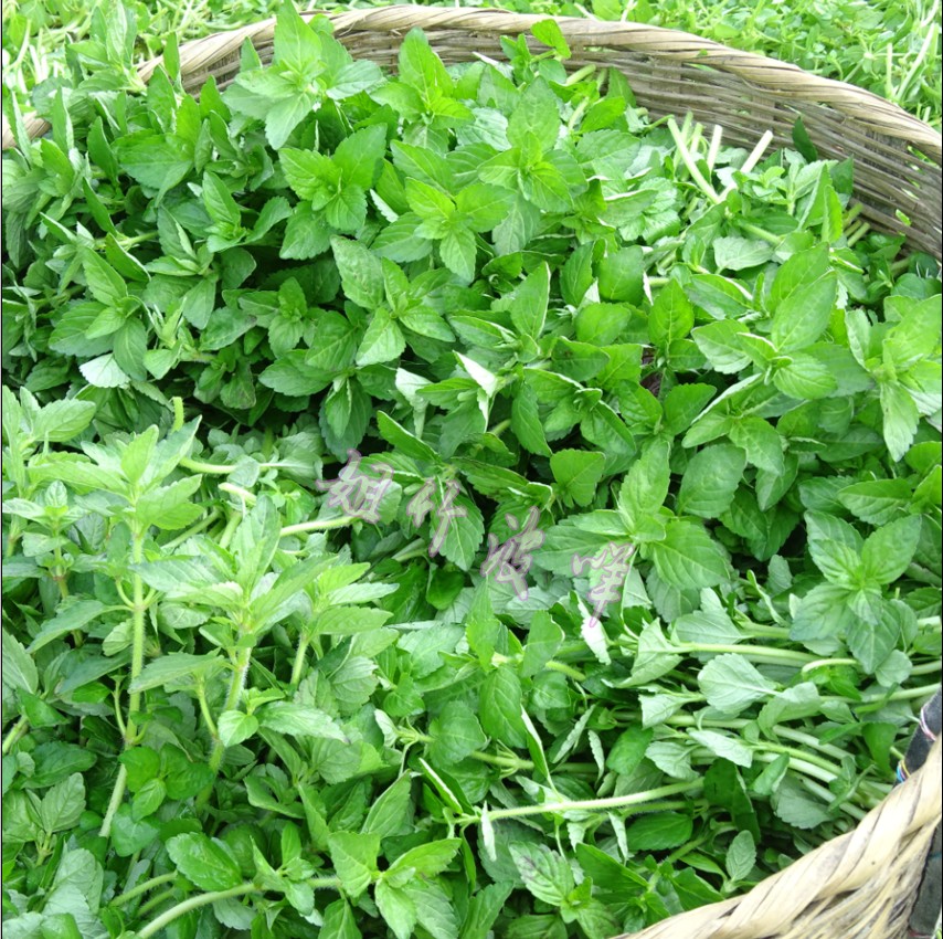 云南新款野生生水香菜火锅傣族傣味调料新鲜辣椒