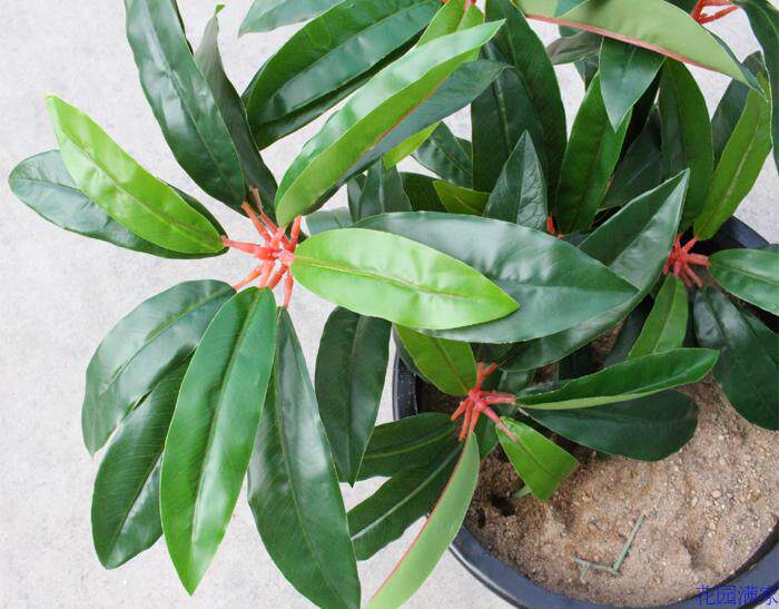 新品仿真植物树叶木荷盆栽盆景单枝交木叶装饰仿真植物盆景