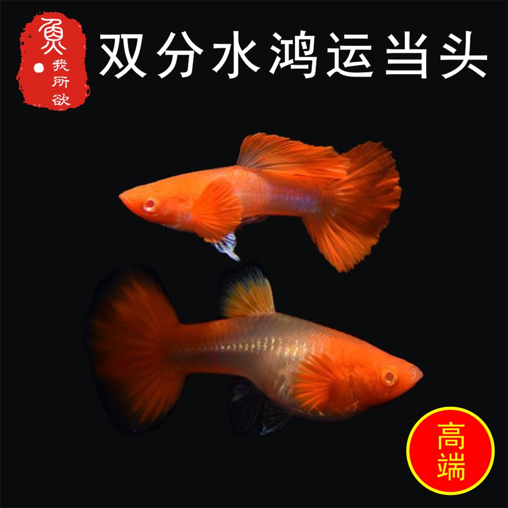 鸿运当头孔雀鱼双分活体孕母临产胎生热带鱼繁殖下崽鱼