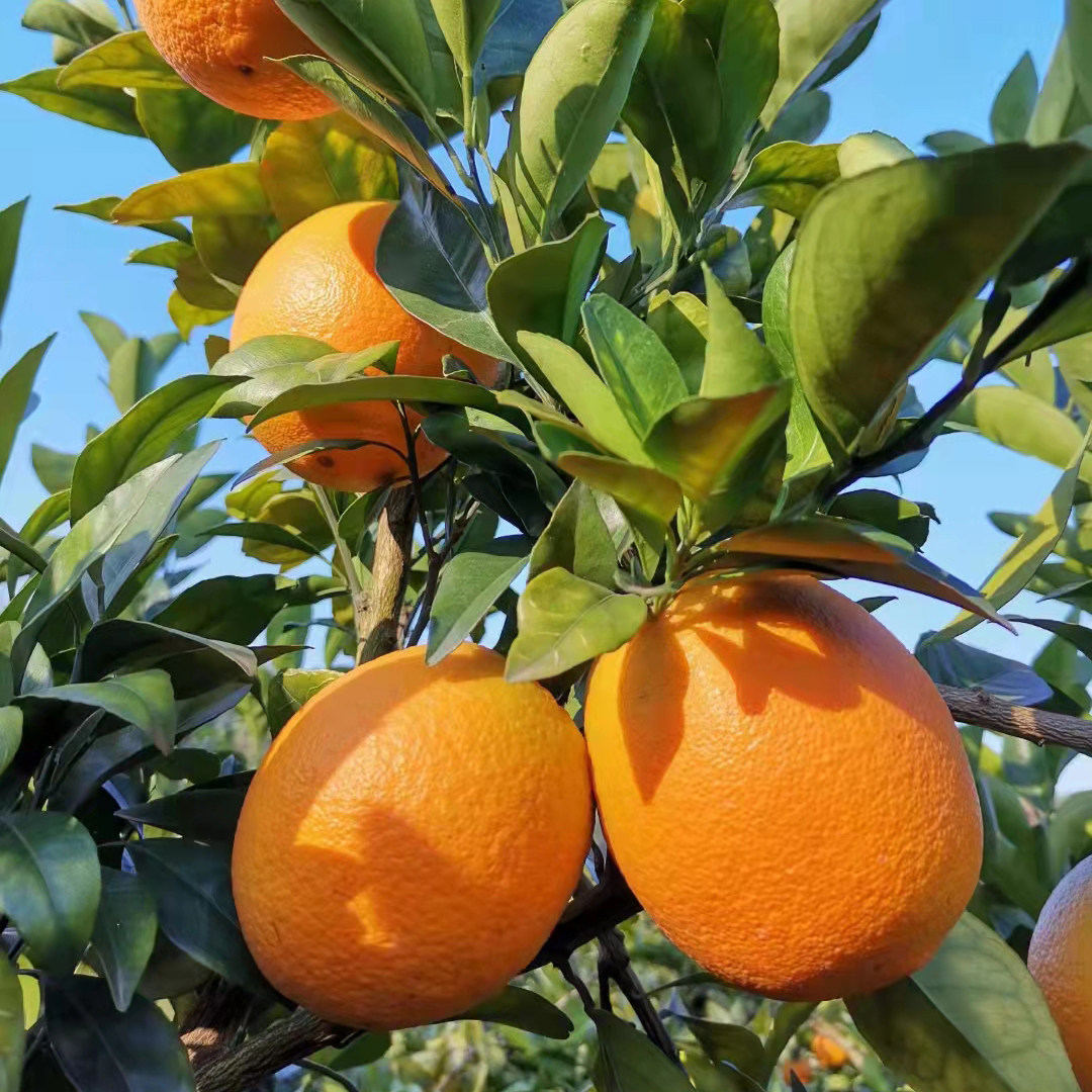 精品江西信丰赣南脐橙整箱20斤装新鲜现摘手橙子橙