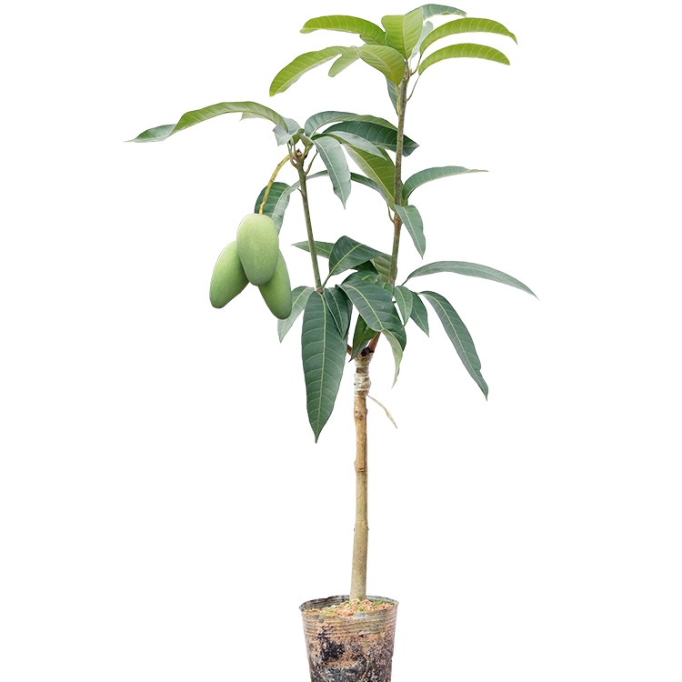 特大金煌七芒果苗嫁接当年结果芒果树南方盆栽果树