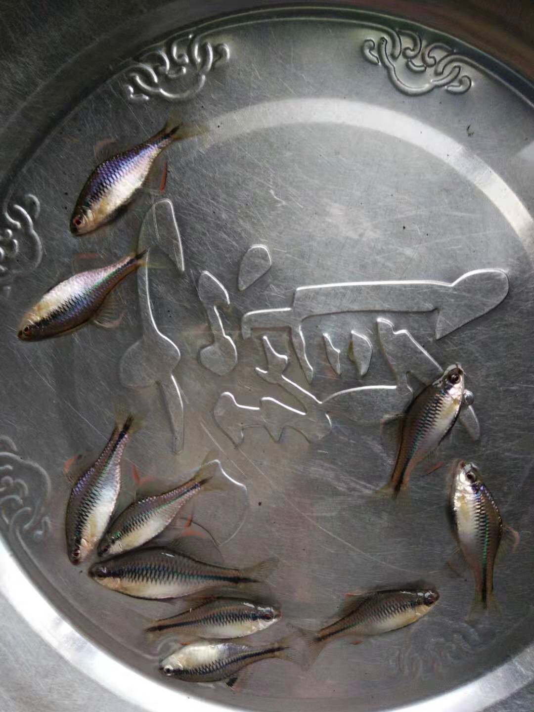 粗纹暗色鰟鲏齐氏方氏鰟鮍冷水鱼旁皮观赏鱼小型鱼