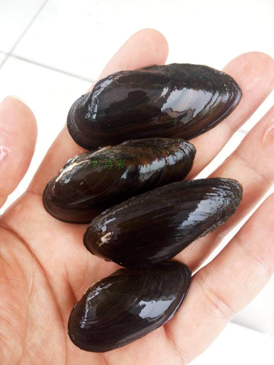 活化原生河蚌观赏小蚌水质水草底床旁皮繁殖螺