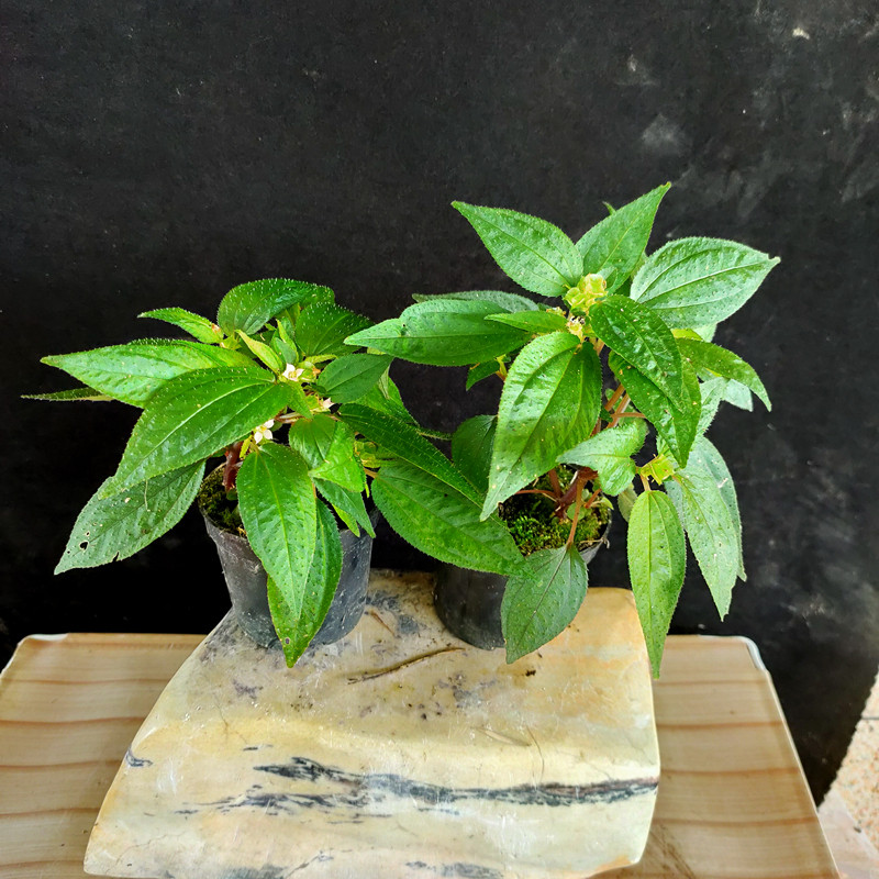 福建野生风柜斗盆栽新鲜发货风谷斗草风骨草风绿植