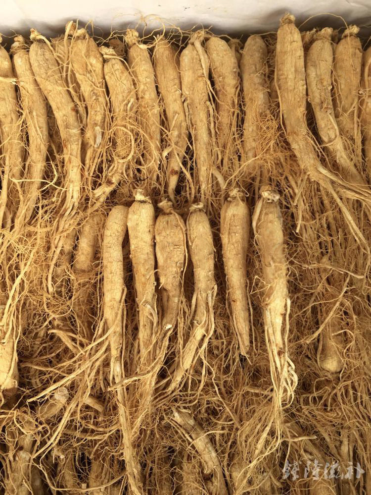 长白山人参泡酒料白参白全须生晒参园40支500g发热人参