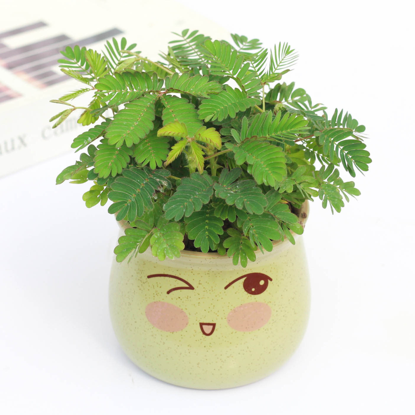 植物含羞草小盆盆栽室内阳台四季常青易种花卉绿植