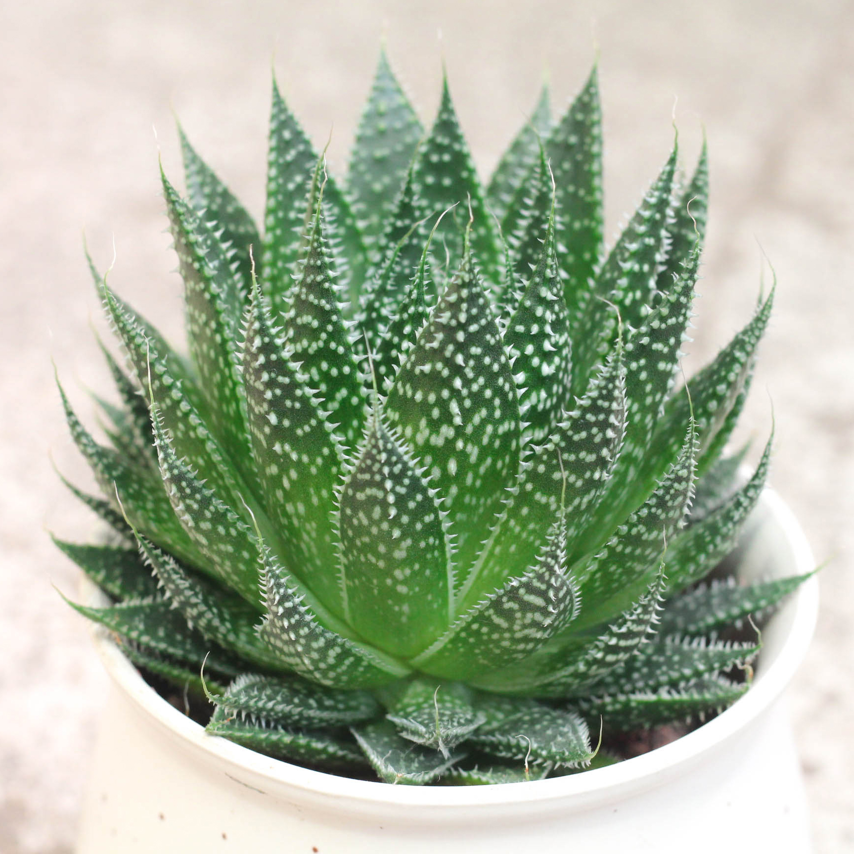 芦荟波露雪花大棵多肉植物防辐射绿植净化空气不夜城多肉植物