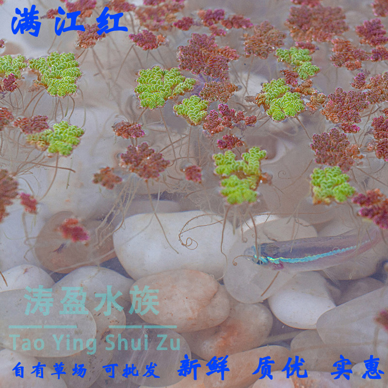 满江红浮萍水草活体鱼缸造景微景懒人净化水质水草