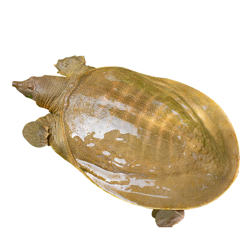 生态顺丰包邮外散养鲜活甲鱼食用老鳖团中华水产甲鱼