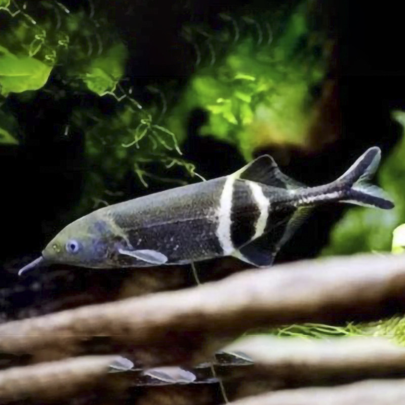 象鼻热带观赏鱼淡水非洲鱼鹳嘴长颌鱼海豚象鼻子鱼
