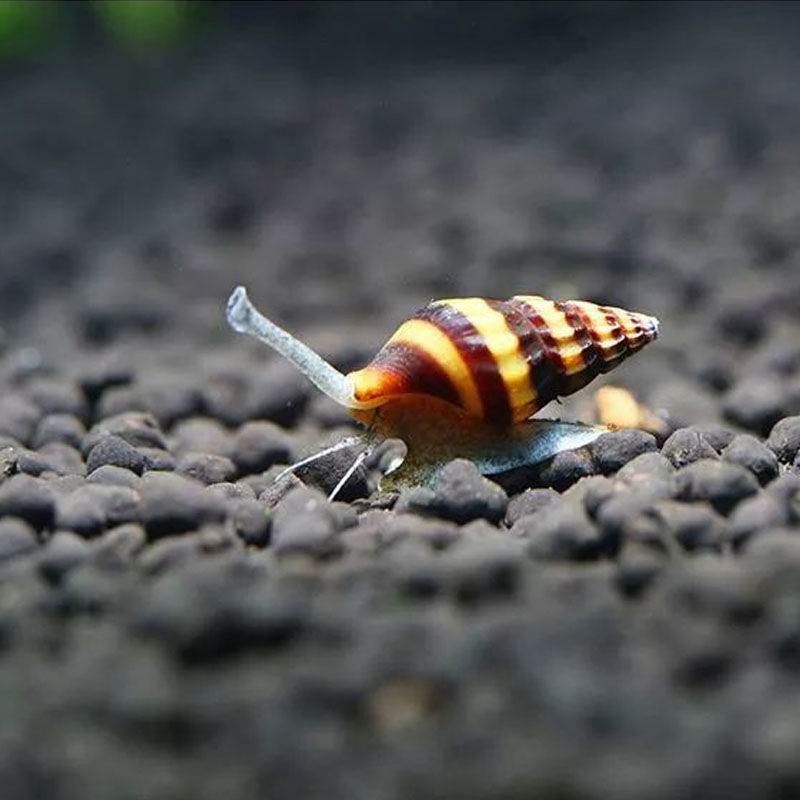包邮鱼缸杀手蜜蜂宝塔螺大黄蜂杂螺蜗牛草缸螺