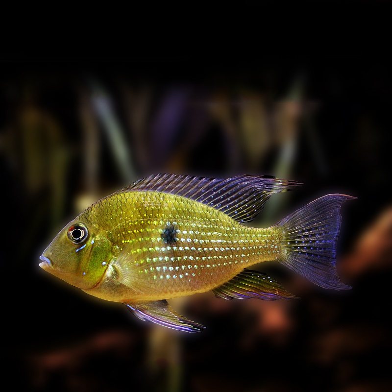 钻石南美美食土鲷三湖慈鲷藩王番王热带观赏鱼鱼