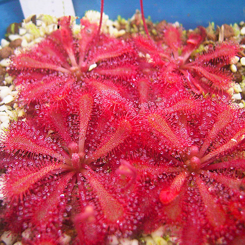 食虫植物洛弗丽茅膏菜趣味驱蚊绿植花卉小盆绿植